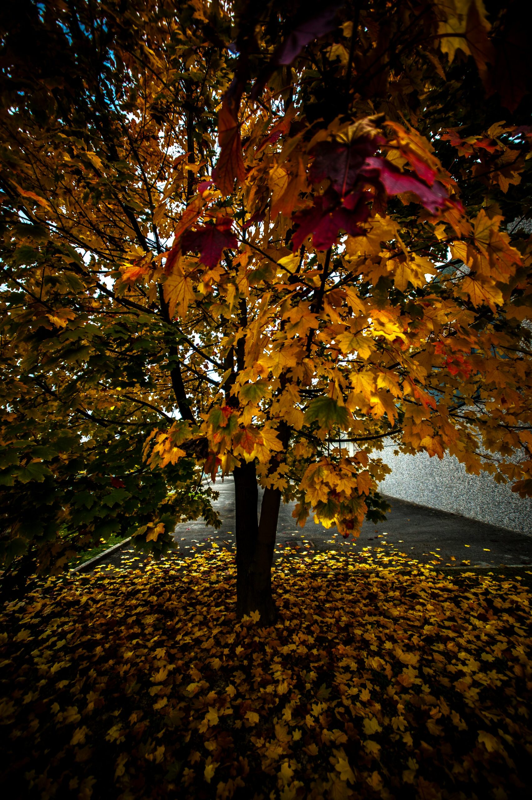 diego romeo wrm r 6vsn4 unsplash